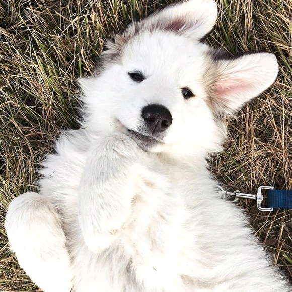 Meet your Posher, Damiana - Picture 1 of 1